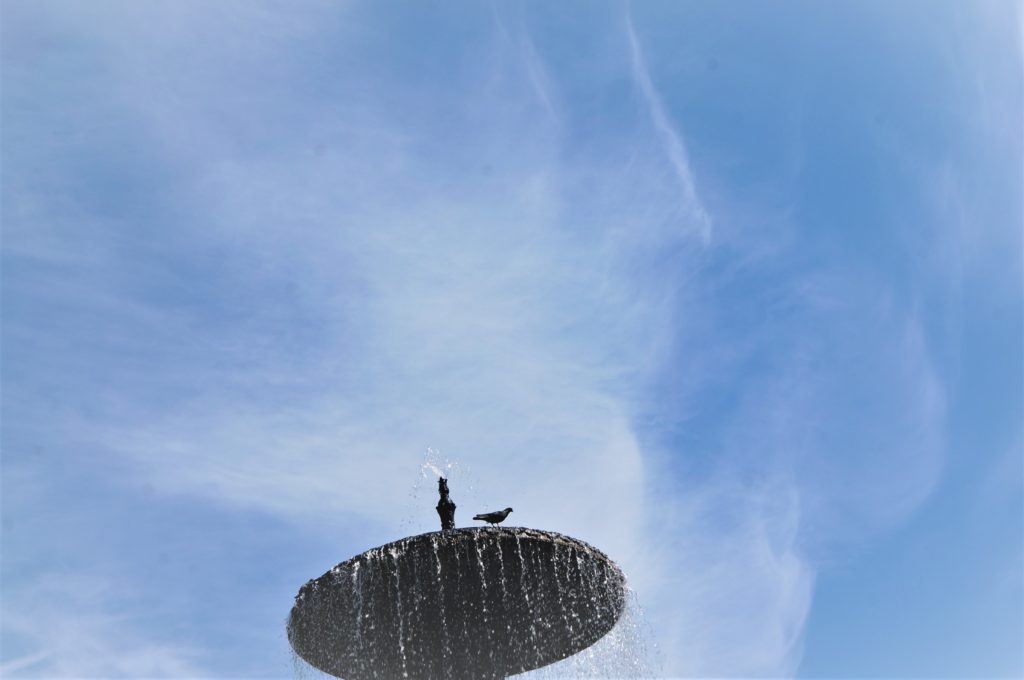 Интуитивная фотография голубя на фонтане