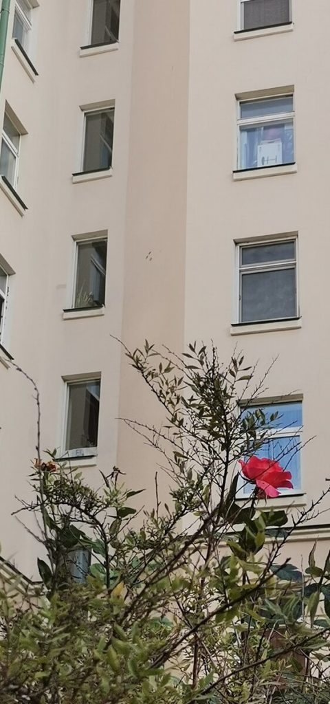 Роза на Петроградке